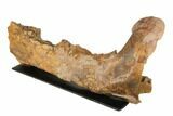 Triceratops Mandible (Lower Jaw) On Stand - Wyoming #192545-6